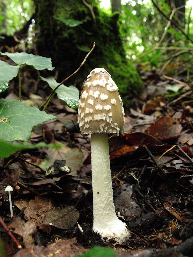 Passeggiata senza funghi